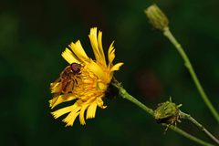Cheilosia canicularis
