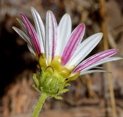 Arctotis aspera aspera