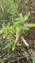 Phytolacca americana