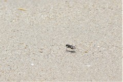 Hypaetha biramosa