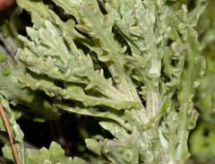 Arctotis aspera aspera