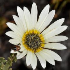 Arctotis aspera aspera