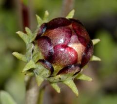 Arctotis aspera aspera