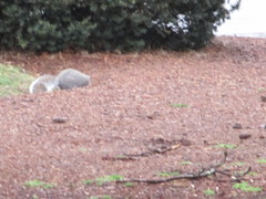 Sciurus carolinensis