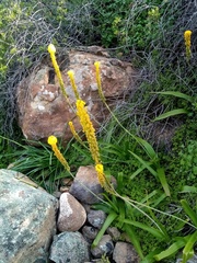 Bulbinella latifolia