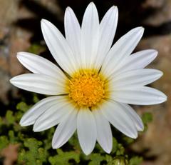 Arctotis aspera aspera