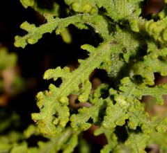 Arctotis aspera aspera