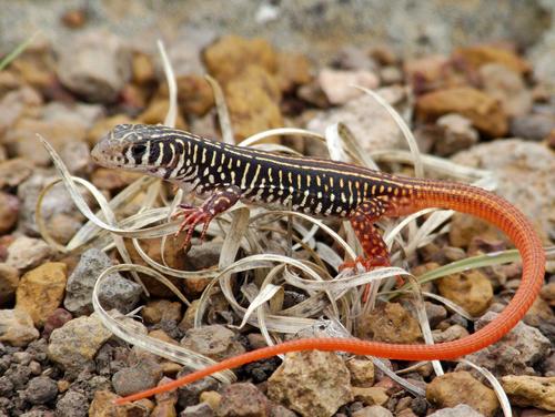 Nucras ornata