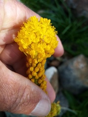 Bulbinella latifolia