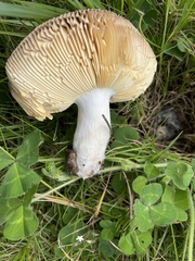 Russula capensis