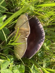Russula capensis