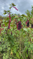 Phytolacca americana
