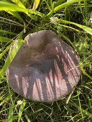 Russula capensis