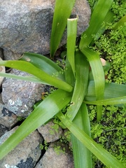Bulbinella latifolia