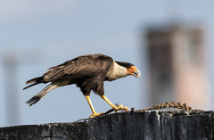 Caracara plancus
