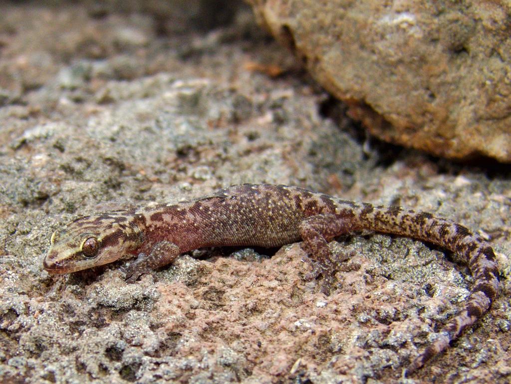 Marley's Flat Gecko