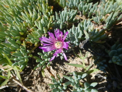 Lampranthus sociorum