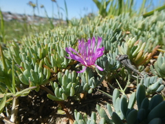 Lampranthus sociorum