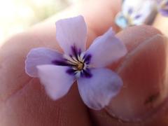 Jamesbrittenia fruticosa