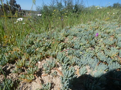 Lampranthus sociorum