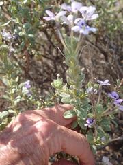 Jamesbrittenia fruticosa