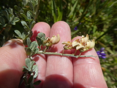 Wiborgia leptoptera leptoptera