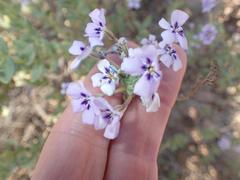Jamesbrittenia fruticosa