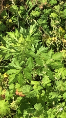 Artemisia vulgaris