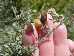 Wiborgia leptoptera leptoptera