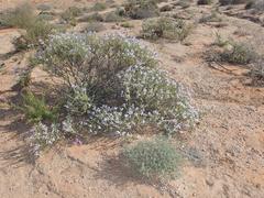 Jamesbrittenia fruticosa