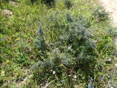 Wiborgia leptoptera leptoptera