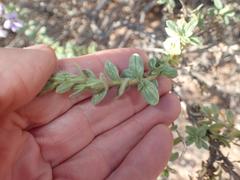 Jamesbrittenia fruticosa