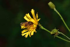 Cheilosia canicularis