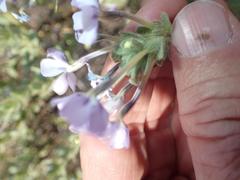 Jamesbrittenia fruticosa