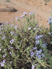 Jamesbrittenia fruticosa