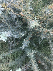 Halimodendron halodendron