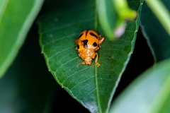 Podontia affinis