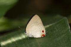 Strephonota cyllarissus