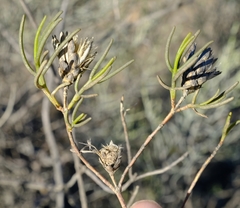 Pteronia flexicaulis