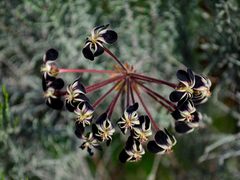 Pelargonium lobatum