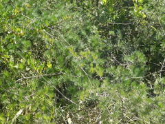 Asparagus retrofractus