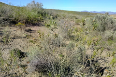 Pteronia flexicaulis