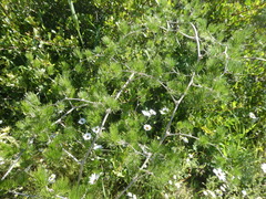 Asparagus retrofractus