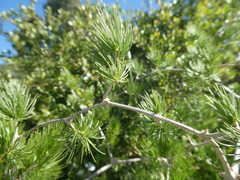 Asparagus retrofractus