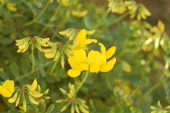 Coronilla valentina glauca