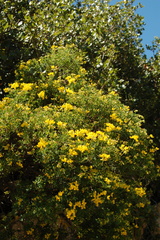 Coronilla valentina glauca