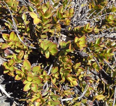 Veronica decumbens