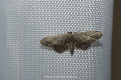 Idaea violacea