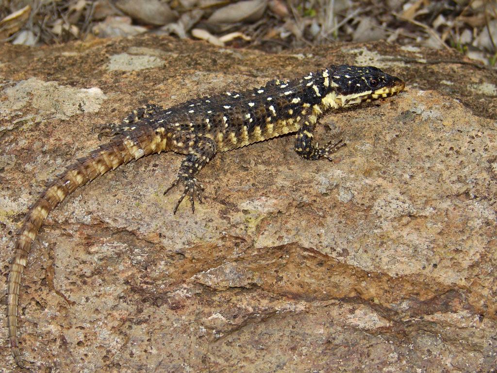 Warren's Girdled Lizard