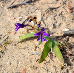 Sparaxis metelerkampiae